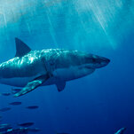 When Sharks Turned Up at Their Beach, They Called in Drones