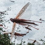 As Locusts Swarmed East Africa, This Tech Helped Squash Them