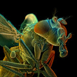 How to Map a Fly Brain in 20 Million Easy Steps
