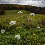 As Demand for Green Energy Grows, Solar Farms Face Local Resistance