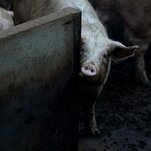 A ‘Reversible’ Form of Death? Scientists Revive Cells in Dead Pigs’ Organs.