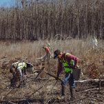 For the First Time, Genetically Modified Trees Have Been Planted in a U.S. Forest