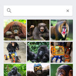 Google’s Photo App Still Can’t Find Gorillas. And Neither Can Apple’s.