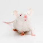 Blood of Young Mice Extends Life in the Old